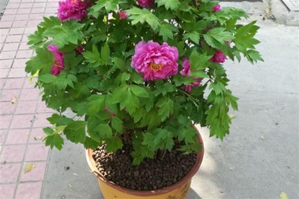 勺药花开过花后叶子有白灰的原因，可能是蚧壳虫所致