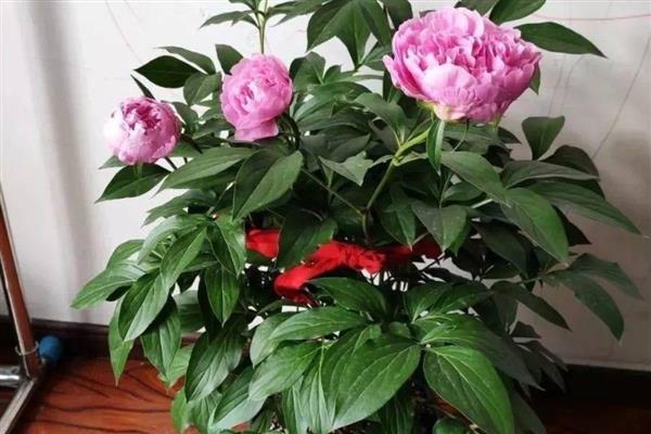 勺药花开过花后叶子有白灰的原因，可能是蚧壳虫所致