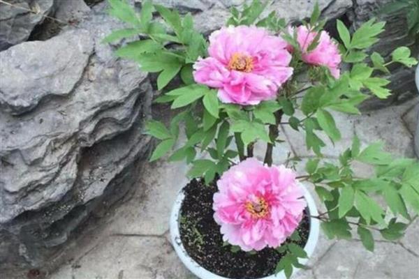 勺药花开过花后叶子有白灰的原因，可能是蚧壳虫所致