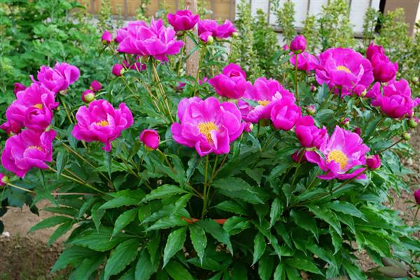 勺药花开过花后叶子有白灰的原因，可能是蚧壳虫所致