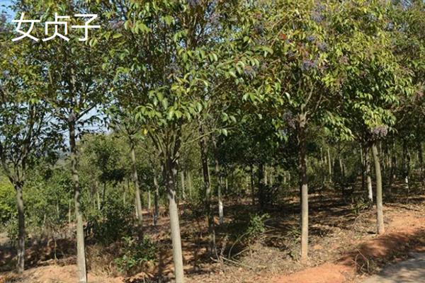 女贞子和冬青子的区别是什么,科属、株型和叶片均不同