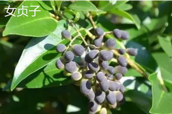 女贞子和冬青子的区别是什么,科属、株型和叶片均不同