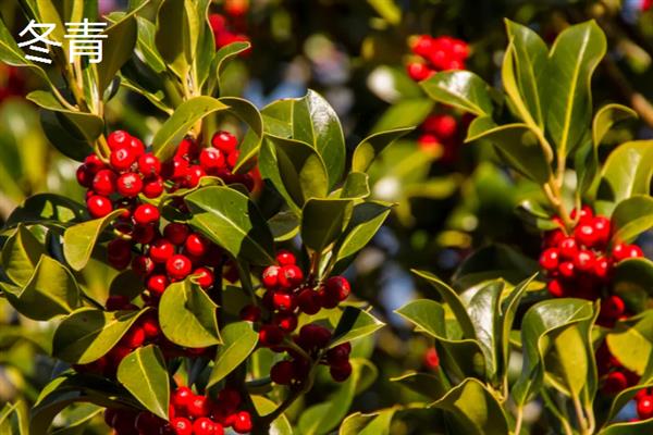 女贞子和冬青子的区别是什么,科属、株型和叶片均不同