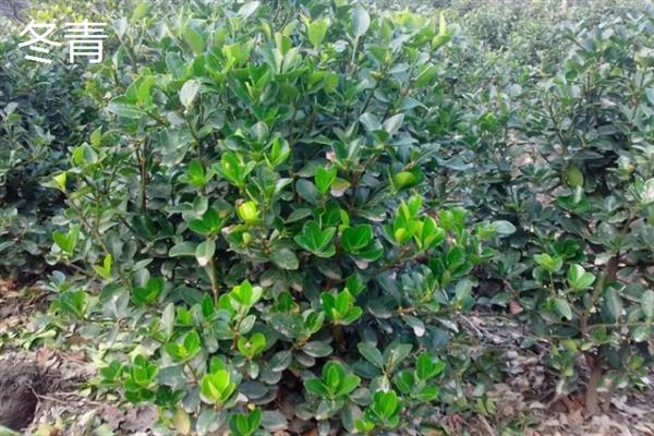 女贞子和冬青子的区别是什么,科属、株型和叶片均不同