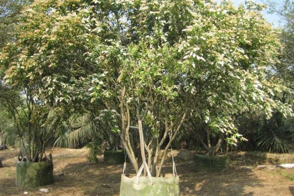 女贞子和冬青子的区别是什么,科属、株型和叶片均不同