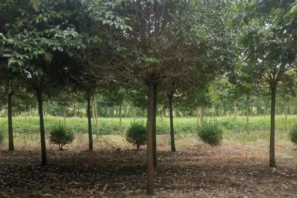 女贞子和冬青子的区别是什么,科属、株型和叶片均不同