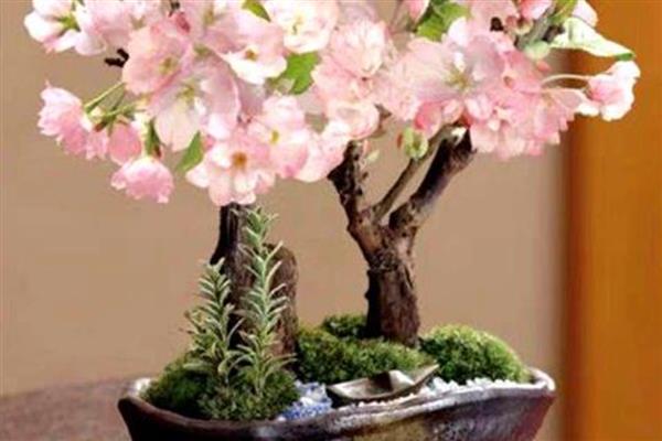樱花盆景的养护方法，生长季节每隔半月追肥一次