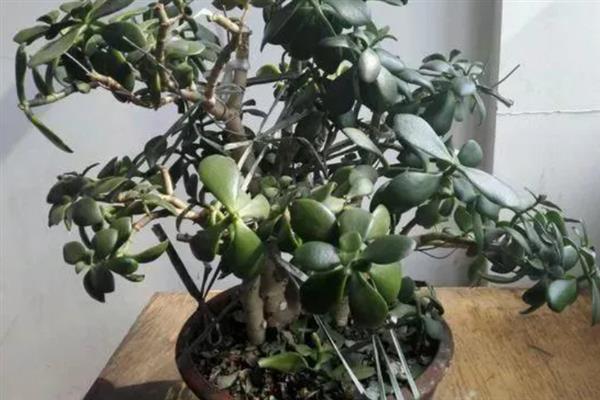 冬季玉树扦插生根的方法，以温室栽培为主