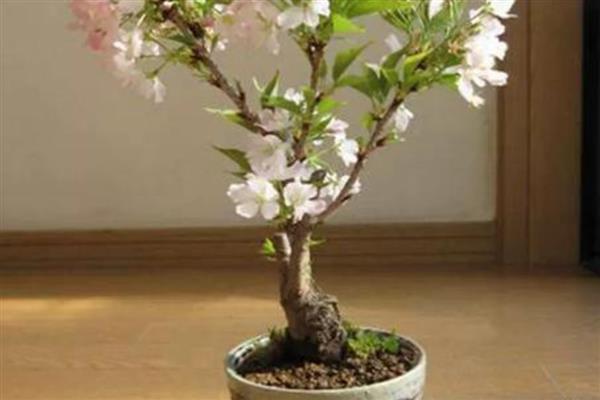 樱花盆景的养护方法，生长季节每隔半月追肥一次