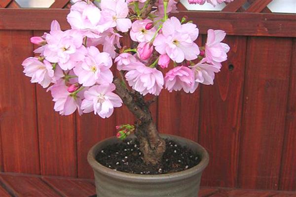 樱花盆景的养护方法，生长季节每隔半月追肥一次