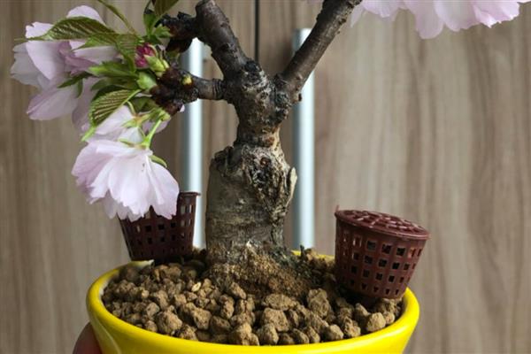 樱花盆景的养护方法，生长季节每隔半月追肥一次