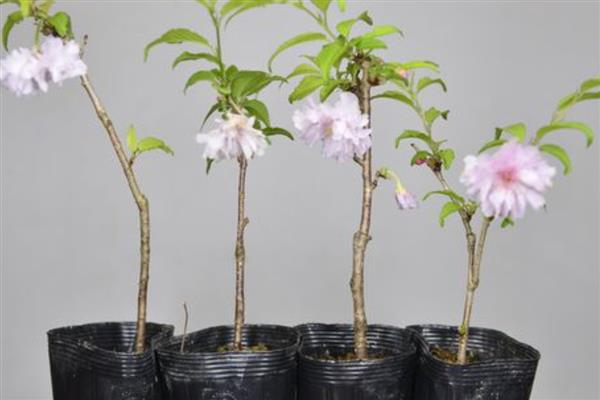 樱花盆景的养护方法，生长季节每隔半月追肥一次