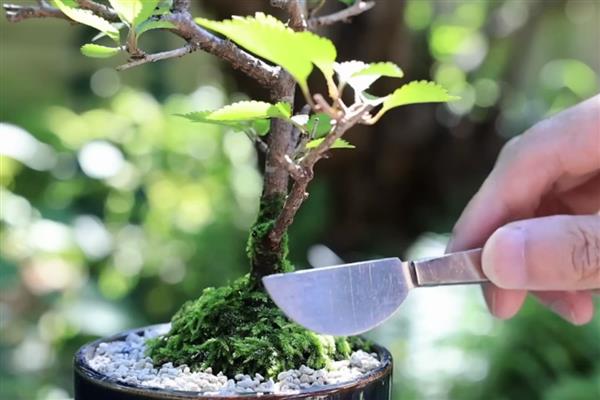 樱花盆景的养护方法，生长季节每隔半月追肥一次
