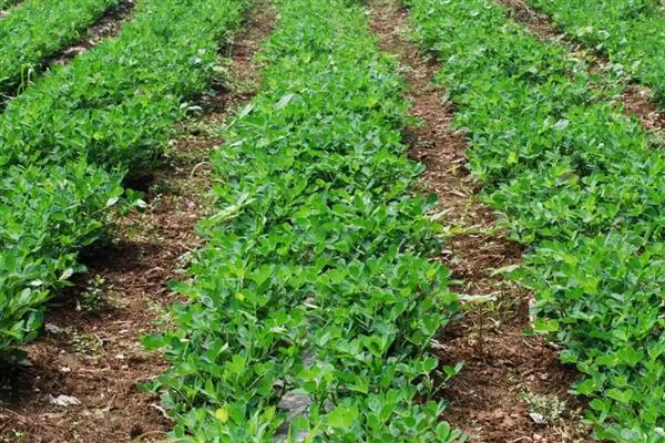 鲁花8号的简介,属于早熟品种