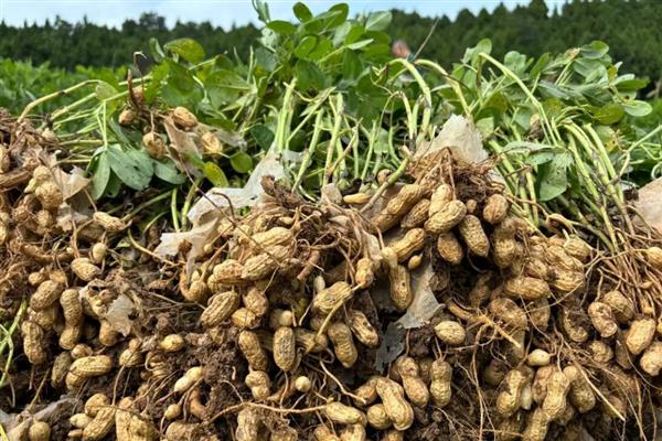 鲁花8号的简介,属于早熟品种