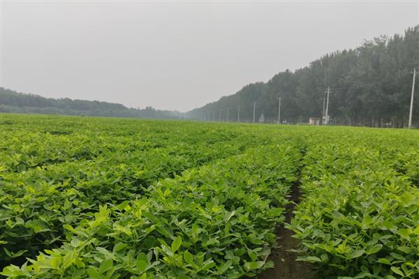 鲁花8号的简介,属于早熟品种