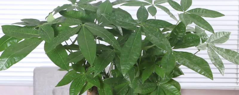 招财树掉叶子如何解决，缺少光照时要养在散光充足的环境中