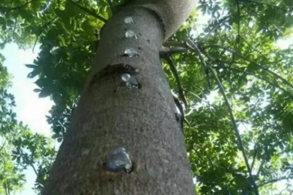 雪燕树的种植条件，一般种植在温暖的环境中