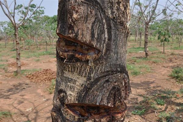 雪燕树的种植条件，一般种植在温暖的环境中