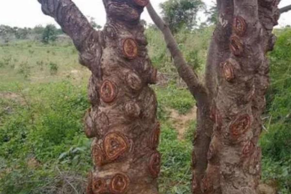 雪燕树的种植条件，一般种植在温暖的环境中