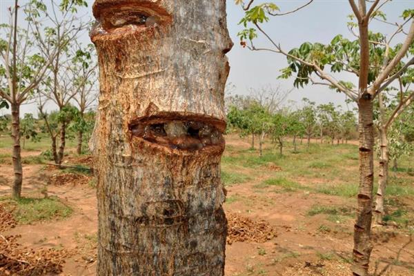 雪燕树的种植条件，一般种植在温暖的环境中