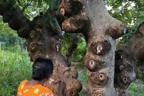 雪燕树的种植条件，一般种植在温暖的环境中