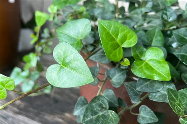 哪些植物适合放在卧室，包含常春藤、鸭掌木等品种