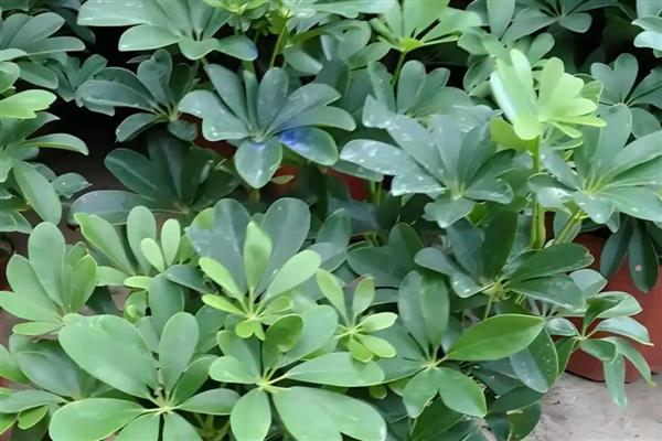 哪些植物适合放在卧室，包含常春藤、鸭掌木等品种