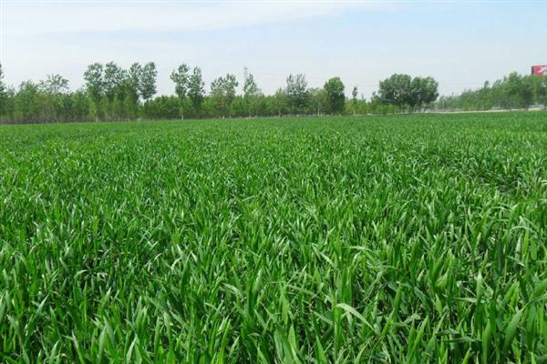 小麦返青需要什么温度，日均温度回升至2-3℃时开始返青