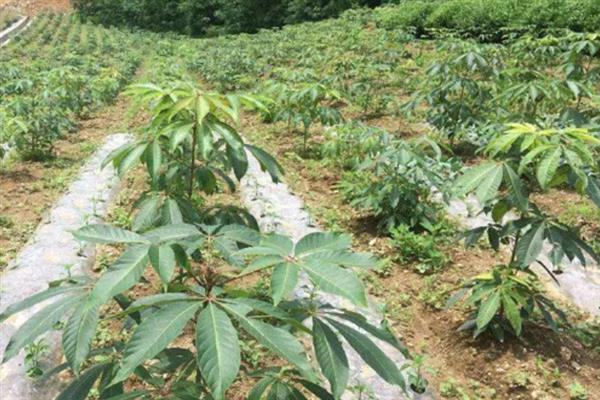 七叶树怎么栽培，定植3个月后要追施尿素