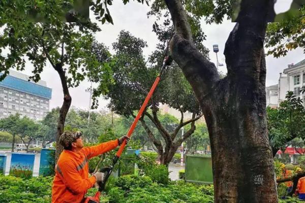 七叶树怎么栽培，定植3个月后要追施尿素