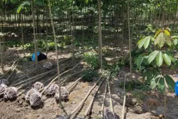 七叶树怎么栽培，定植3个月后要追施尿素
