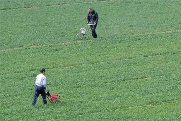 小麦返青需要什么温度，日均温度回升至2-3℃时开始返青
