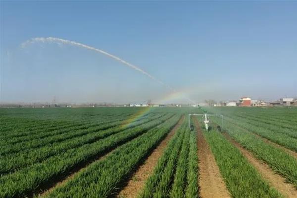 小麦返青需要什么温度，日均温度回升至2-3℃时开始返青