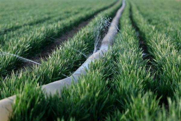 小麦返青需要什么温度，日均温度回升至2-3℃时开始返青