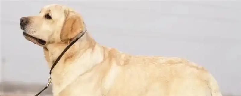 犬细小病毒感染的简介,病犬、病愈后的带毒犬是主要传染源