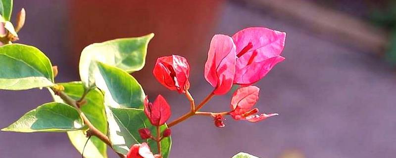 三角梅不发芽如何解决，视情况采取对应措施