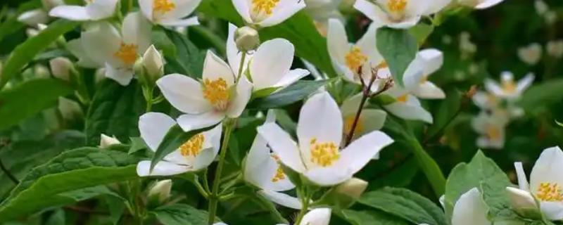 白色茉莉的花语，寓意喜爱之情、纯洁无暇等
