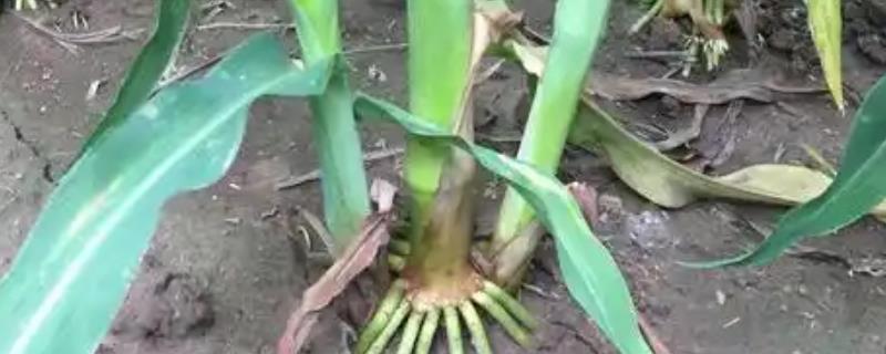 玉米长芽子的原因，养分过剩会刺激芽子萌发