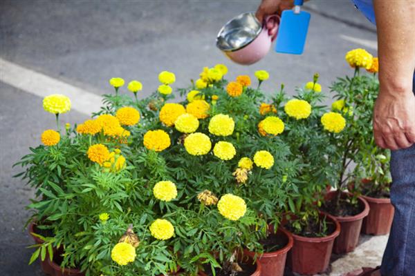 菊花是什么植物，属于多年生植物