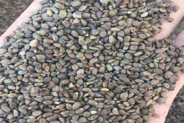 丹参怎么繁殖，以分根、扦插、播种为主