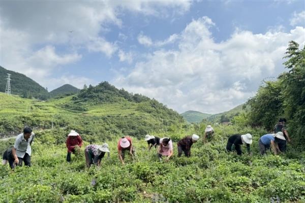 丹参怎么繁殖，以分根、扦插、播种为主