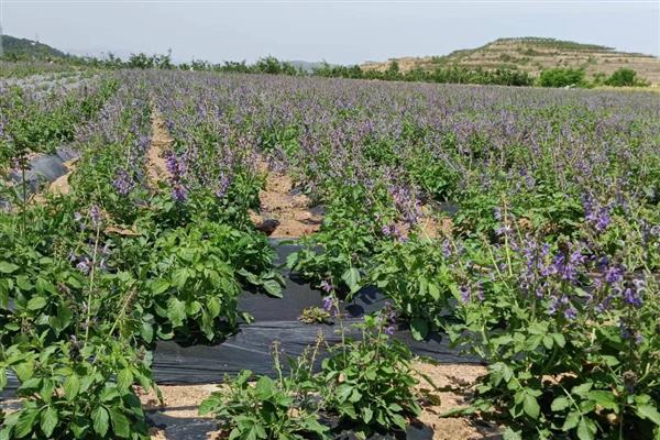 丹参怎么繁殖，以分根、扦插、播种为主