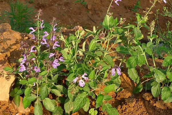 丹参怎么繁殖，以分根、扦插、播种为主