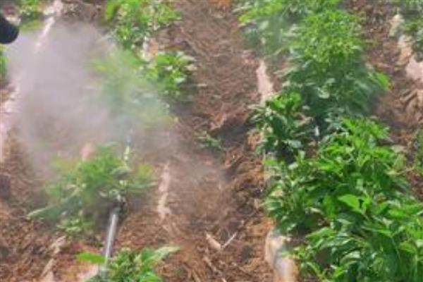 丹参怎么繁殖，以分根、扦插、播种为主