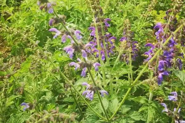 丹参怎么繁殖，以分根、扦插、播种为主