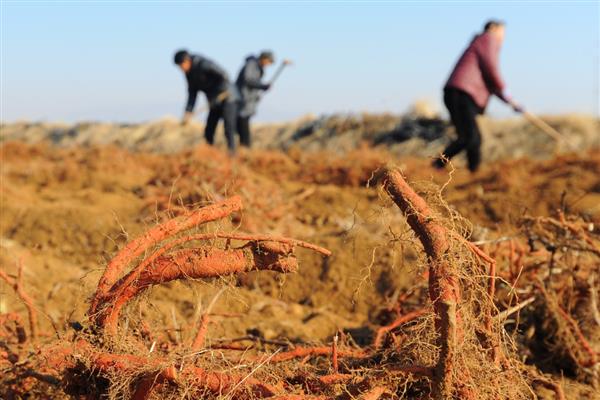 丹参怎么繁殖，以分根、扦插、播种为主