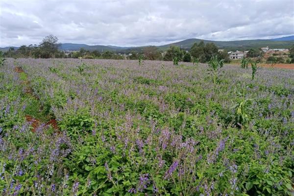 丹参怎么繁殖，以分根、扦插、播种为主