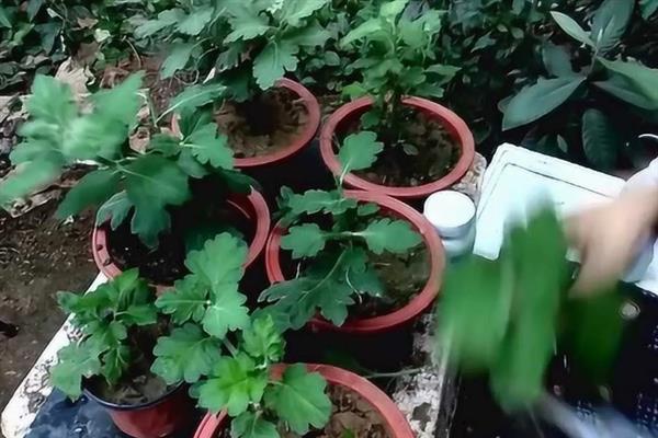 菊花是什么植物，属于多年生植物