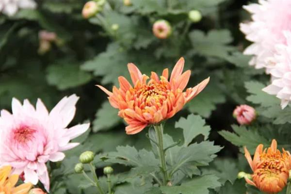 菊花是什么植物，属于多年生植物